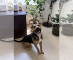 Small #2 Beagle-German Shepherd Dog Mix