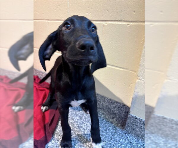 Medium Photo #1 Labrador Retriever-Unknown Mix Puppy For Sale in Brewster, MA, USA