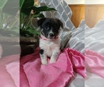 Small Photo #2 Cowboy Corgi Puppy For Sale in PEMBROKE, KY, USA