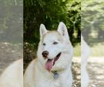 Small #2 Siberian Husky