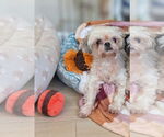 Small #1 Shih Tzu