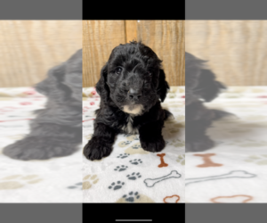 Goldendoodle Puppy for Sale in NIOTA, Tennessee USA