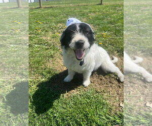 Mutt Dogs for adoption in Osgood, IN, USA