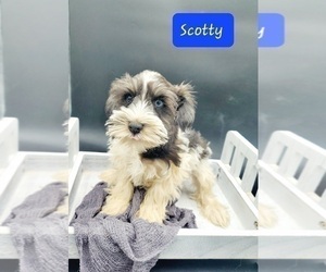Schnauzer (Miniature) Puppy for sale in GOSHEN, IN, USA