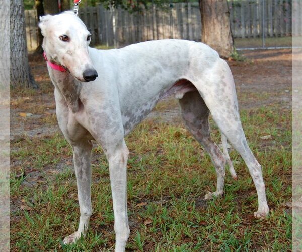 Medium Photo #5 Greyhound Puppy For Sale in Cherry Hill, NJ, USA