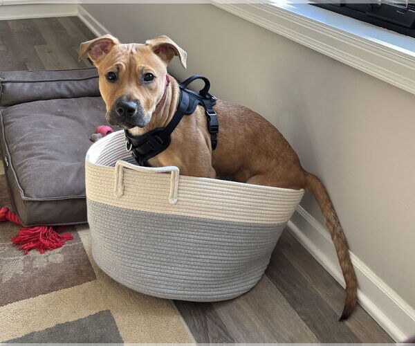 Medium Photo #1 Mutt Puppy For Sale in Farmington, MN, USA