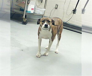 Labrador Retriever-Unknown Mix Dogs for adoption in Fayetteville, NC, USA