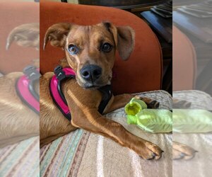 Honeybee - Female Mutt Dog for Adoption - Photo #2