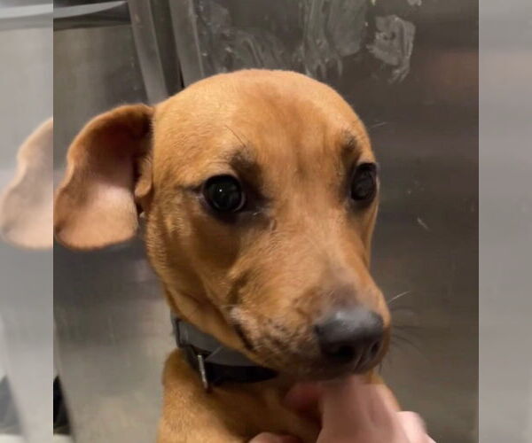 Medium Photo #1 Doxle Puppy For Sale in Aurora, IN, USA