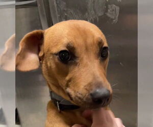 Doxle Dogs for adoption in Aurora, IN, USA