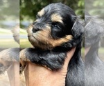 Puppy Amber Schnauzer (Miniature)