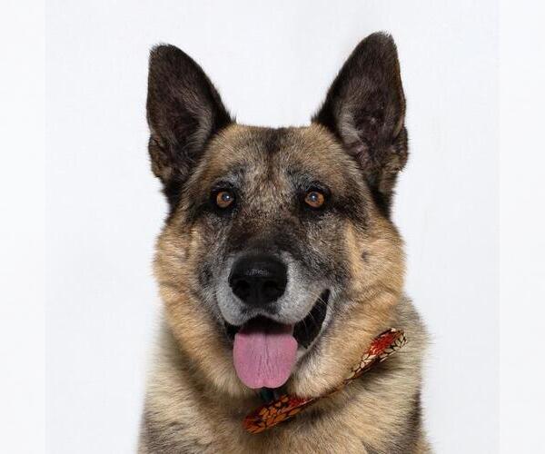 Medium Photo #2 German Shepherd Dog Puppy For Sale in Santa Maria, CA, USA