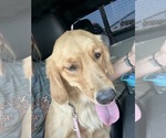Small Photo #1 Golden Shepherd Puppy For Sale in HAMILTON, TX, USA