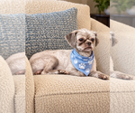 Matt - Male Shih Tzu Dog for Adoption - Small photo