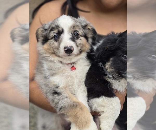 Medium Photo #10 Miniature Australian Shepherd Puppy For Sale in ADAIR VILLAGE, OR, USA