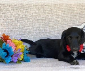 Border Collie-Labradoodle Mix Puppy for sale in LANCASTER, PA, USA