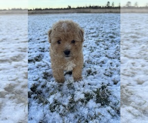 Poodle (Miniature) Puppy for sale in NINE MILE FALLS, WA, USA