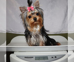 Small #4 Yorkshire Terrier