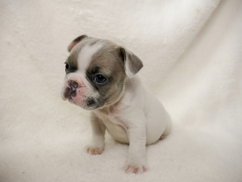 Medium Photo #3 French Bulldog Puppy For Sale in BELLEAIR, FL, USA