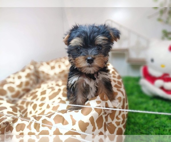 Medium Photo #10 Yorkshire Terrier Puppy For Sale in CHICAGO, IL, USA