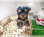 Small Photo #10 Yorkshire Terrier Puppy For Sale in CHICAGO, IL, USA