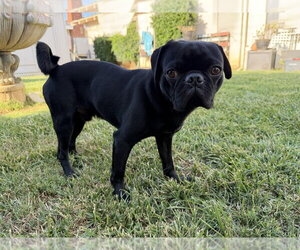 OREO - Male Pug Dog for Adoption - Photo #2