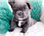 Small #2 French Bulldog