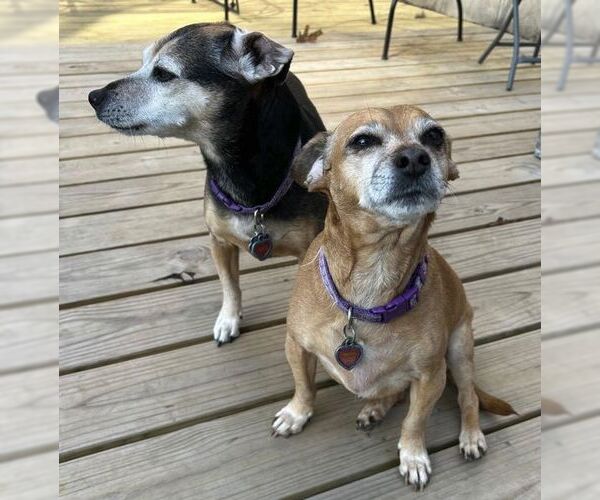 Medium Photo #3 Chihuahua Puppy For Sale in Boonton, NJ, USA