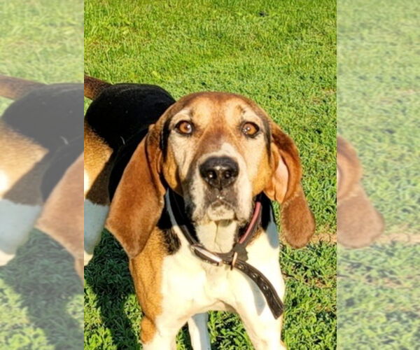Medium Photo #1 Treeing Walker Coonhound Puppy For Sale in Aurora, IN, USA