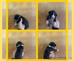 Puppy Yellow Boxer