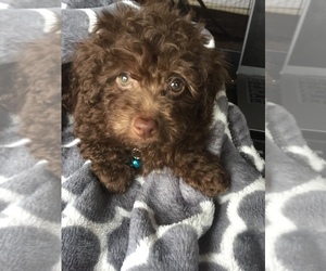 Poodle (Toy) Puppy for sale in DULUTH, GA, USA