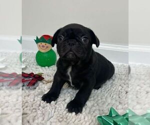 French Bulldog Puppy for sale in JOHNS ISLAND, SC, USA