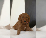 Small Photo #8 Poodle (Miniature) Puppy For Sale in WEST JORDAN, UT, USA