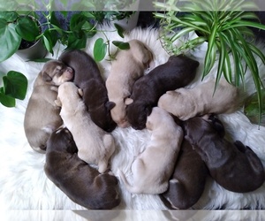 Labbe Puppy for sale in WOLCOTT, VT, USA