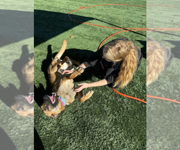 Medium Photo #22 German Shepherd Dog-Unknown Mix Puppy For Sale in West Sacramento, CA, USA