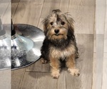 Small Photo #8 YorkiePoo Puppy For Sale in BLUE MOUND, TX, USA