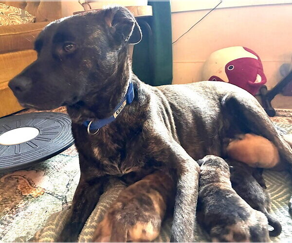 Medium Photo #4 Labrador Retriever-Plott Hound Mix Puppy For Sale in Mount Airy, NC, USA