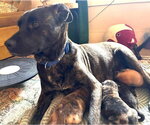 Small #3 Labrador Retriever-Plott Hound Mix