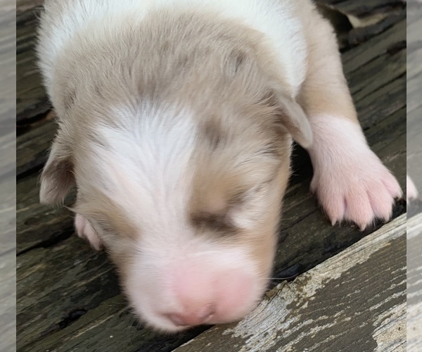Medium Photo #7 Australian Shepherd Puppy For Sale in LYNN, IN, USA