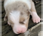 Small Photo #7 Australian Shepherd Puppy For Sale in LYNN, IN, USA