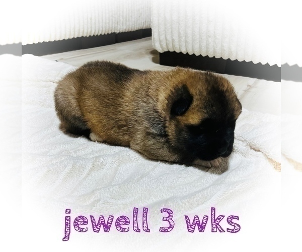 Medium Photo #25 Akita Puppy For Sale in BUTLER, PA, USA
