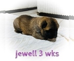 Small Photo #25 Akita Puppy For Sale in BUTLER, PA, USA