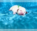 Puppy Puppy E Labrador Retriever