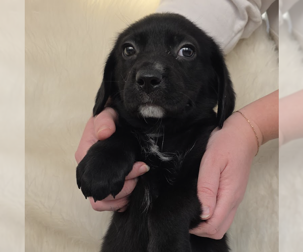 Medium Photo #1 Mutt Puppy For Sale in Brooklyn, NY, USA