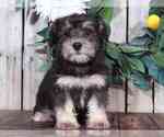 Small Schnoodle (Miniature)