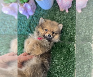 Miniature Spitz Puppy for sale in MODESTO, CA, USA