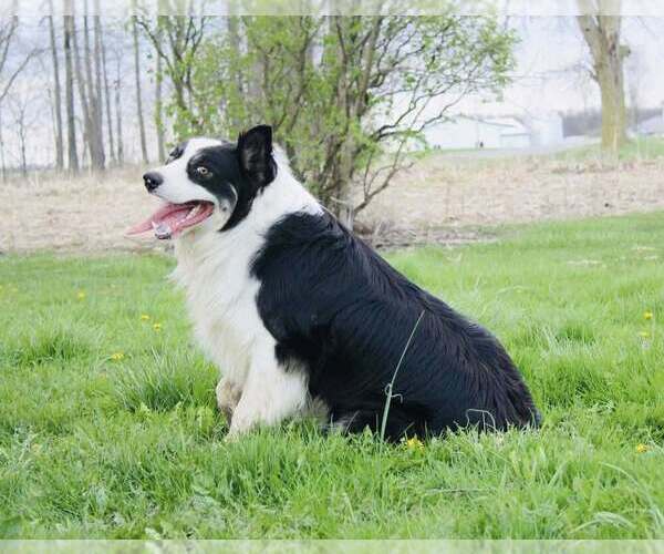 Medium Photo #1 Bordoodle Puppy For Sale in GREENWICH, OH, USA