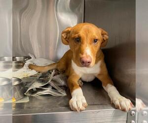 Mutt Dogs for adoption in San Antonio, TX, USA