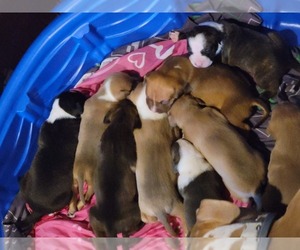 American Pit Bull Terrier Puppy for sale in KELSO, WA, USA