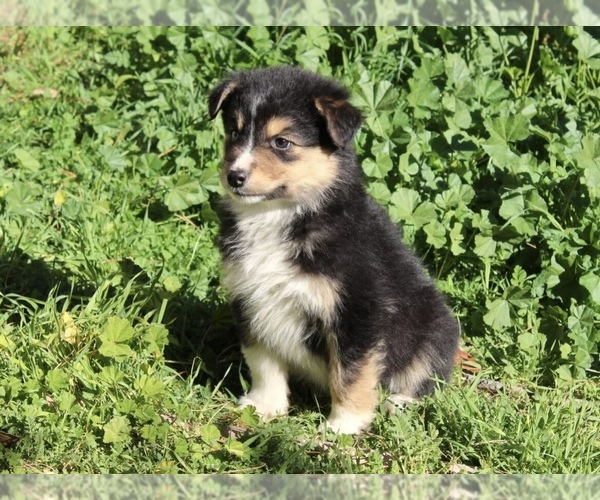 Medium Photo #18 Australian Shepherd Puppy For Sale in ACTON, CA, USA